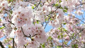 DC Cherry Blossom